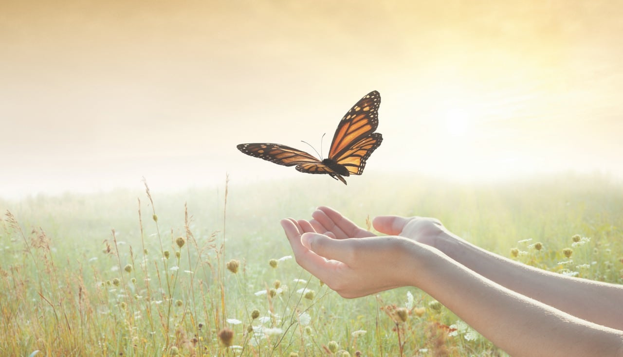 A monarch butterlfy fluttering above a pair of hands. On the background the sun sets over a field of wheat, grass and sunflowers.